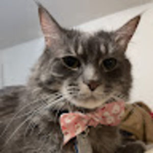 Meet your Posher, Large